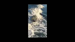 Hook'em Fishing - Scaler Bag Operation
