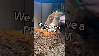 Snake people HELP #snake #reptile #fishtank