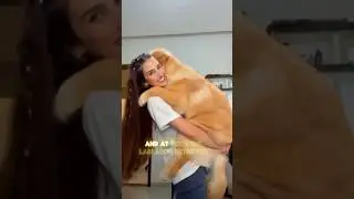 3 Most Affectionate Dog Breeds | Animal Breed
