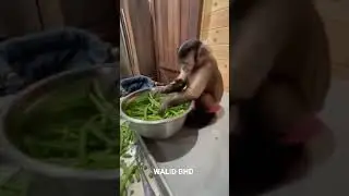 chef assistant monkey 😍😁