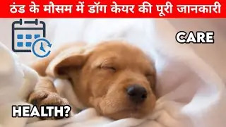 How to Keep Your Dog Healthy and Strong in Winter? Food + Care Tips