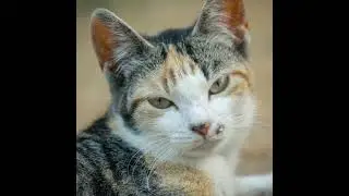 🐱✨ CAT RELAX ENERGY | FEEL CALM IN 10 SECONDS                   #релакс #cat #исцеляющиезвукиприроды