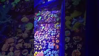 #fishaquarium #spscorals #reef #fishtank #lpscorals #coralfarm#fragging #fragfarm