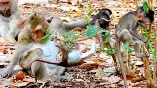 Adorable Baby Monkeys Play Happily While Their Moms Watch