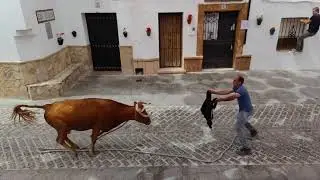 Suelta de vaquillas en Benaocaz por la Asociación Cultural Taurina 3 de Febrero