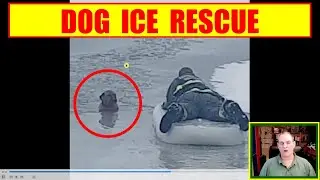 Dog in icy waters.  Animal Rescue!