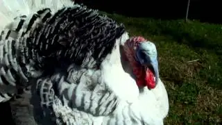 Strutting Royal Palm Turkey