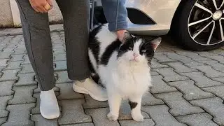 Beautiful huge cat that looks like a panda is incredibly cute