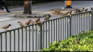 Sparrow man #2