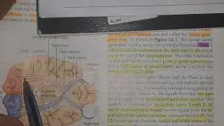 Chapter 52 - The Eye: III Central Neurophysiology of vision (Guyton Physiology) - Part 1