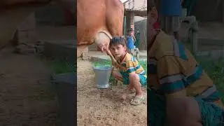choti choti gaiya tr ry rt hf d #anaya #cow #hindisong