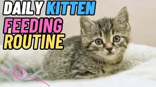 🐱 Daily Kitten Feeding Routine &ndash; Cuteness Overload 😻🍼✨