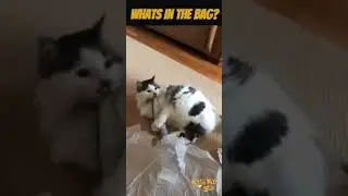 The Original KittyKickStix - 15