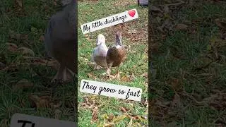 ❤️ my ducklings! Floor and Fles #muscovyduckling #runningduckling #Floor #Fles