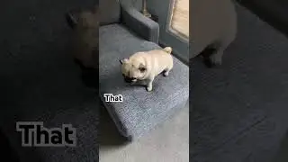 That Made Me Cry 😢 #cute #dogs #pepper #pug #shorts #sad