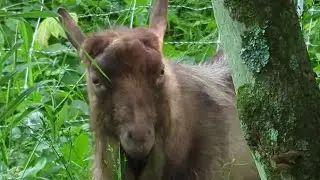 Goat grazing and natural land clearing!