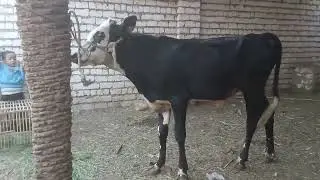 عرض الحلويات عند اخوكم ابو فهد رقم التليفون للتواصل01159896512