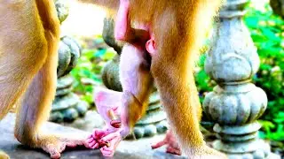 Trapped and Crying: Baby Monkey Calls Out for Its Mother