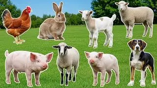 Farm Animal Sounds: Cow, Goat, Sheep, Pig, Chicken, Duck, Dog, Cat, Mouse