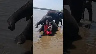photo with elephant || 🐘🐘||  #youtubeshorts #shortvideo #shorts #elephant