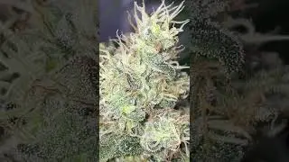 Community Grow 2025 Germany