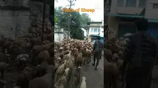 #Flock of #Sheep