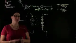 05b Synaptic Transmission Light Board Lecture 1 default