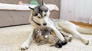 Fearless Kitten Protects Her Favorite Tiny Friend From Giant Husky!!