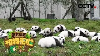 《正大综艺·动物来啦》 一眼分辨10只大熊猫，饲养员“谭大爷”有绝招 红毛猩猩爱拆家，愁坏饲养员 20190310 | CCTV