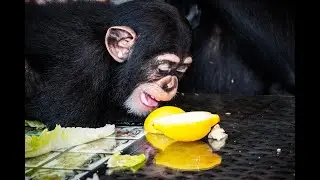 Chimp Dinner Live Tara Takeover| Myrtle Beach Safari