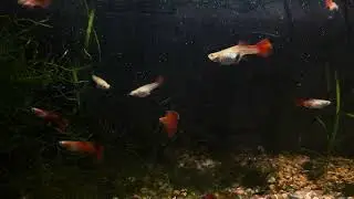 Red blonde guppies march 2025