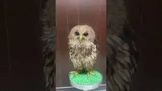 ライブ配信:タテジマウオクイフクロウちゃん