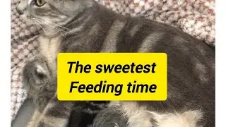  The Purest Love: Cat Mom Feeding Her Hungry Kittens ❤️🐱#kittens#viralvideo