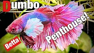 Betta Tank *Major Upgrade!*