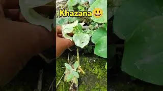 Dekho Mujhe Kya Mil Gaya😃🎉 #shorts #gardening #hack #garden #youtubeshorts #viral #nature