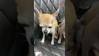 Hihi  #chihuahuadogbreed #chihuahuapuppy #ring #pets #chihua #dogbreeds #chihuahuastyle #dogtypes
