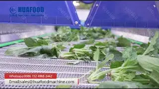 Green Leafy Spinach Vegetable Bubble Cleaning Line (Washing +Air Drying）