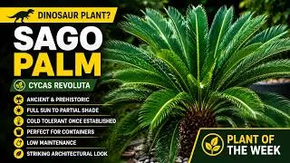 Sago Palm Tree | Cycas revoluta | Plant of the Week #shorts