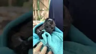 Rescue baby Howler Monkey #babymonkey #howlermonkey #rescuecenter r #wildanimals