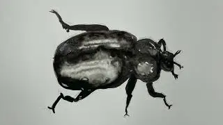 How to Paint Insects from Observation
