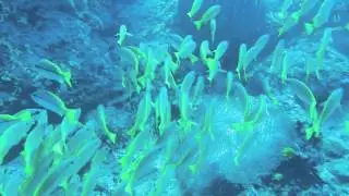 Diving Dixon, Havalock,  Andaman Islands.mov