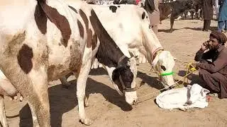 Beautiful White Cow Baby with cow  || Cow Calf || Animals Cart