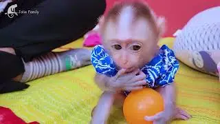 baby monkey Jolie angry mother does not want to wear clothes