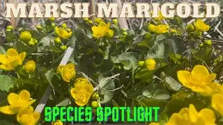 Marsh Marigold | The Pollinator Magnet!