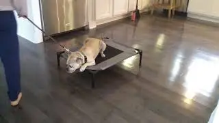 How to train a Puggle.