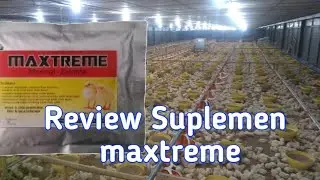 Cobain Produk  Maxtreme!! Mantap untuk masa broding ayam broiler