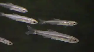 New Mystery Shiners (Native Fish)
