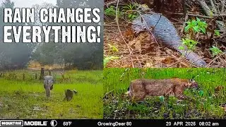 How Heavy Rain Impacts Turkey Nesting & Hunting Strategy