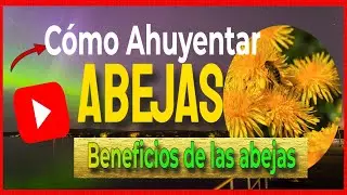 🔴 C&oacute;mo AHUYENTAR ABEJAS de tu casa. Beneficios de las abejas