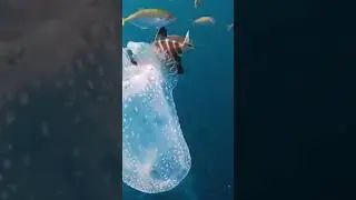 கண்ணாடி போல் இருக்கும் மீன்கள் 🐠 transparent sea animals 🐟 #shorts 🦐 #shortsfeed  🐙 #transparentfish